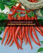 Dragon Cayenne