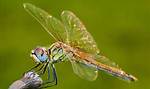 Dragonfly ~ Everything You Need to Know with Photos