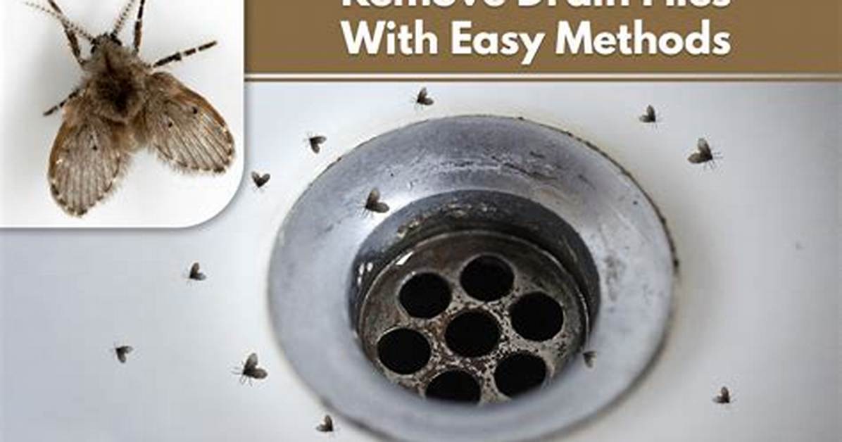 Drain Flies Bite