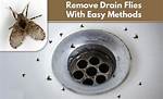Drain Flies Bite