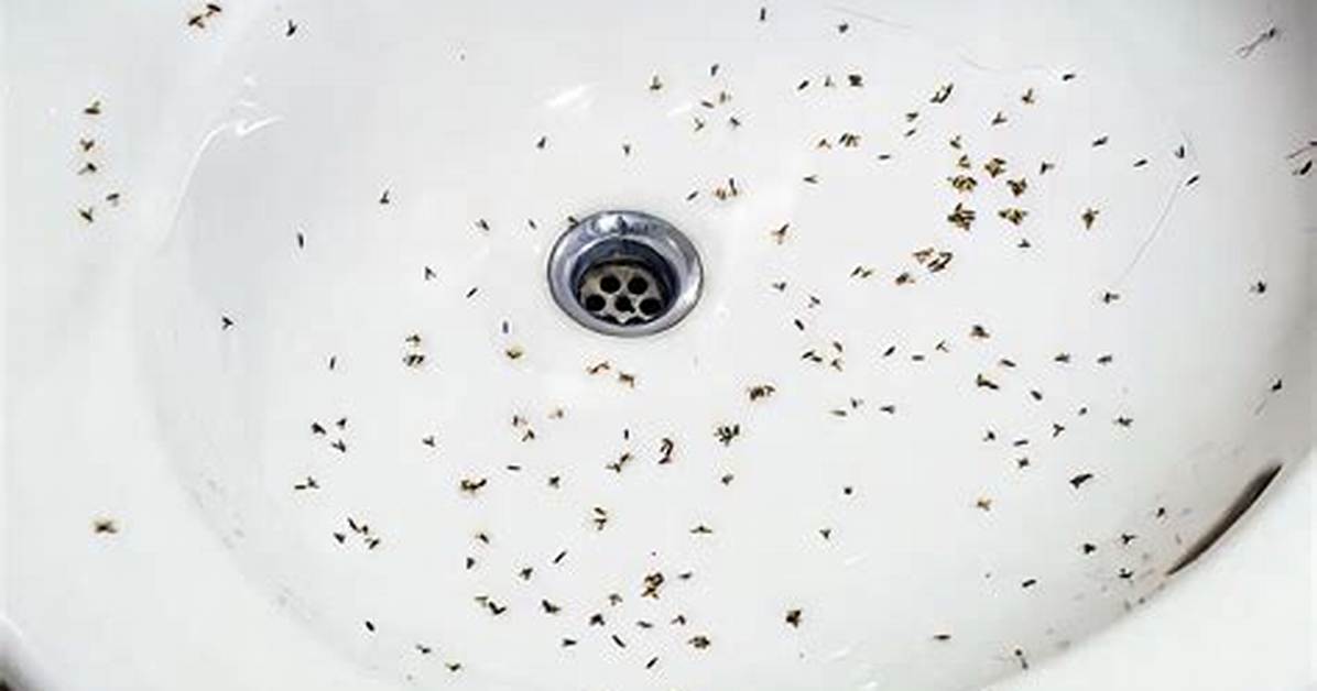 Drain Mites