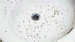 Drain Mites