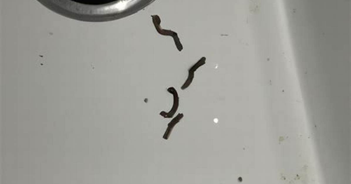 Drain Worms