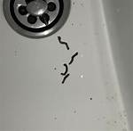 Drain Worms