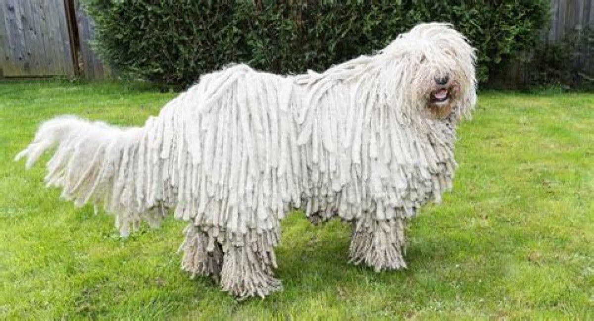 Dreadlock Dog Breed