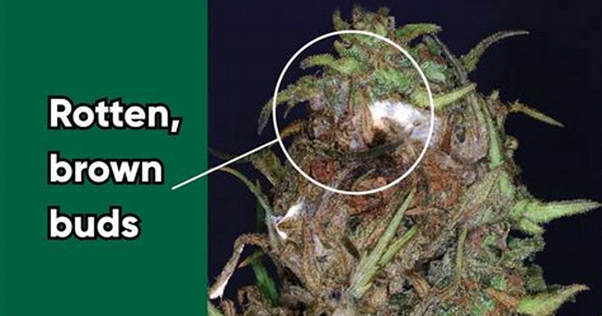 Dried Bud Rot