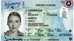 Drivers' Licenses for Example: Abbr.