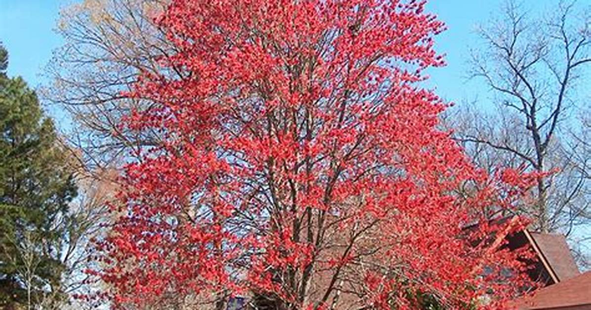 Drummond Red Maple