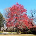 Drummond Red Maple