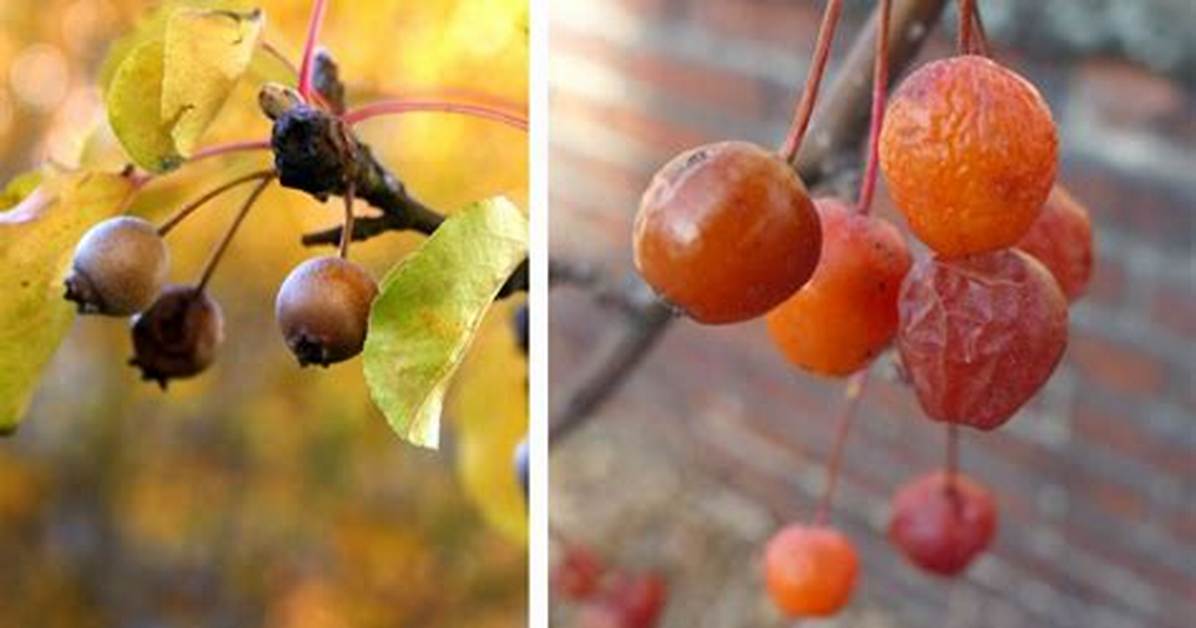 Drunk Fruit