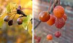 Drunk Fruit