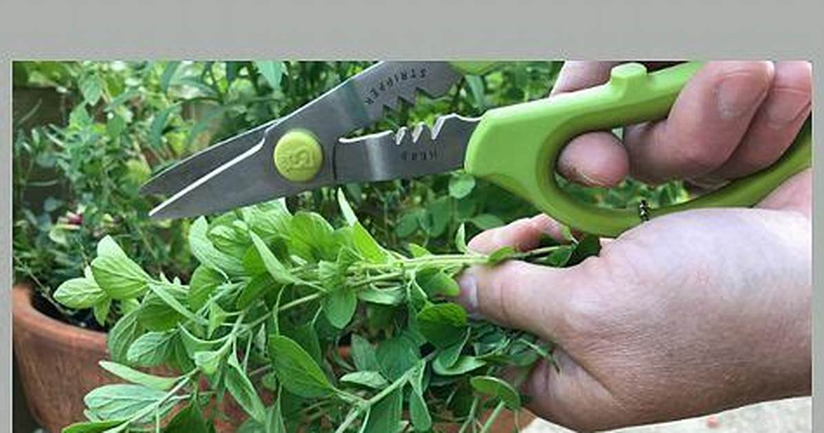 Drying Oregano