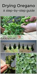 Drying Oregano