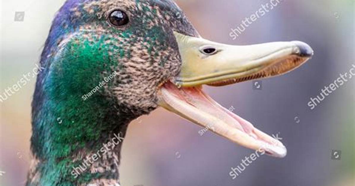 Duck Beak