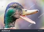 Duck Beak