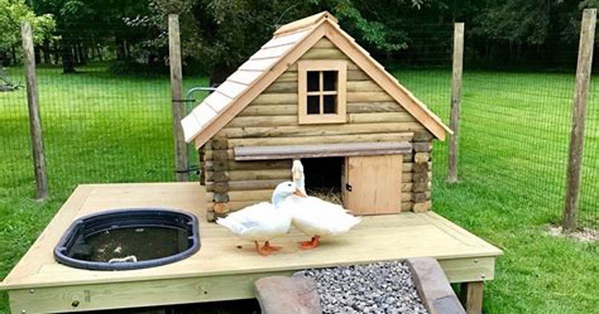 Duck Coop