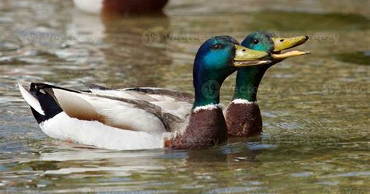 Ducks Quacking