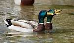 Ducks Quacking