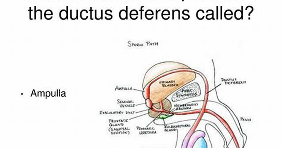 Ductus Deferens Function