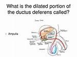 Ductus Deferens Function