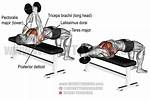Dumbbell Pullover Exercise Guide - Signos
