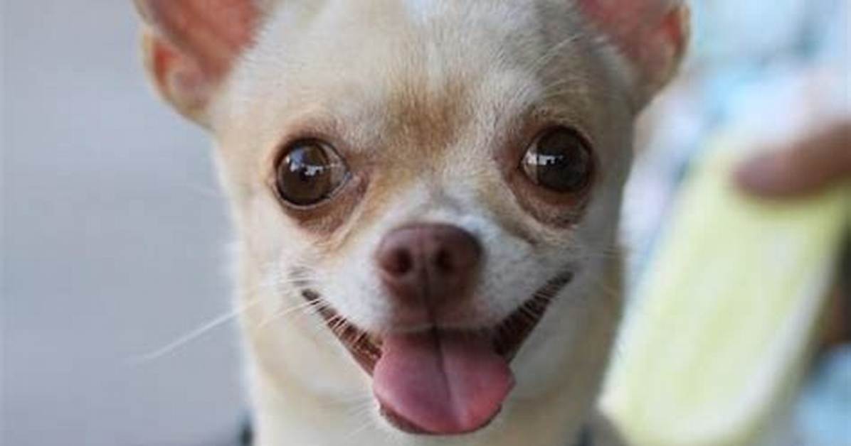 Dumbest Dog