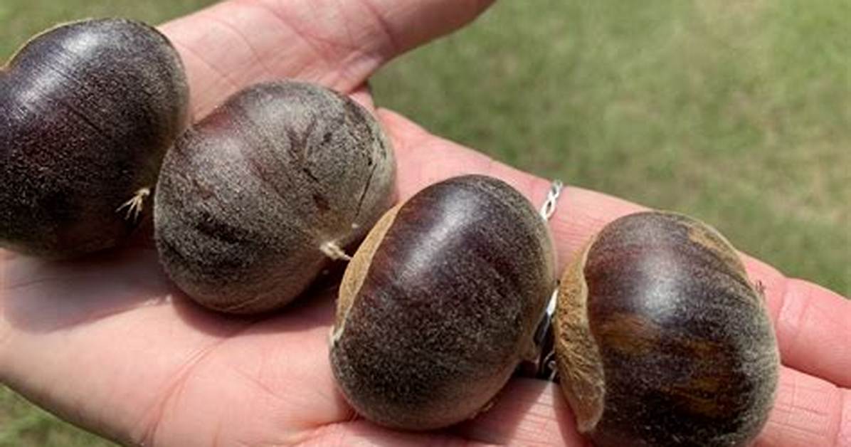 Dunstan Chestnut