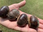 Dunstan Chestnut