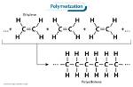 During a Polymerization Reaction?