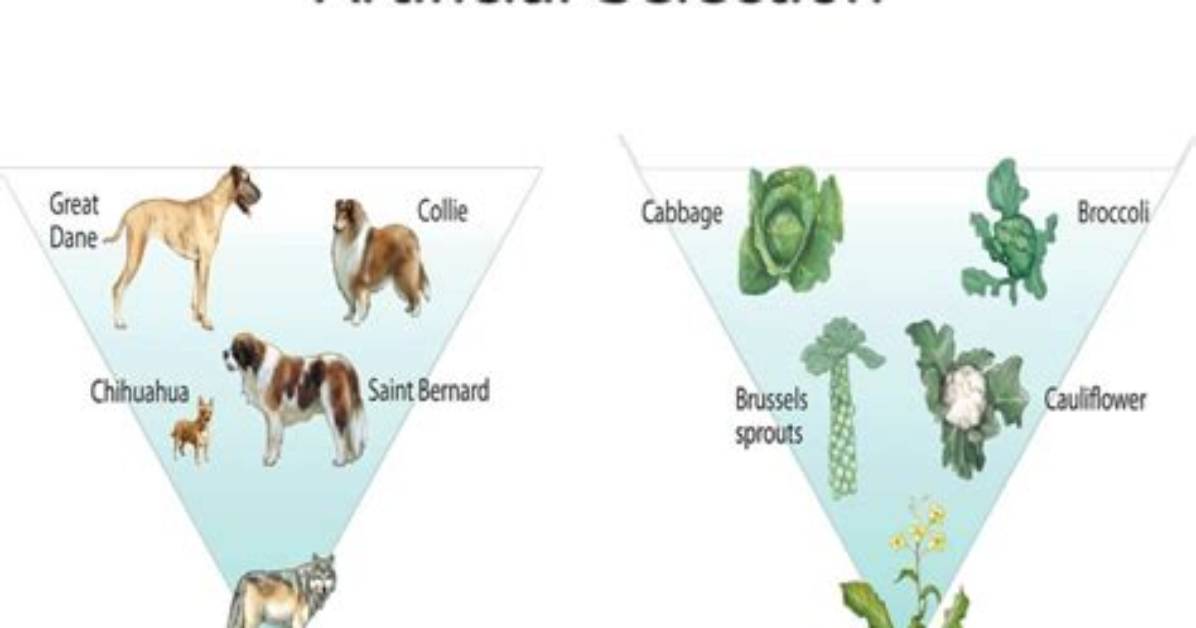 During Artificial Selection Which Features?