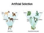 During Artificial Selection Which Features?