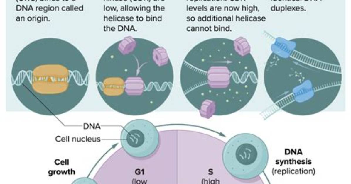 During Cell Cycle Dna Replicates?