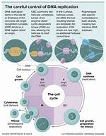 During Cell Cycle Dna Replicates?