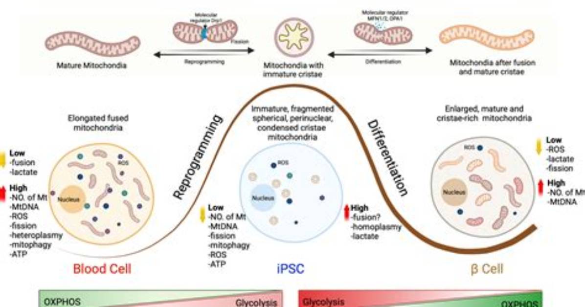 During Cell Differentiation Phase?