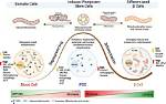 During Cell Differentiation Phase?