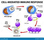 During Cell Mediated Immunity?
