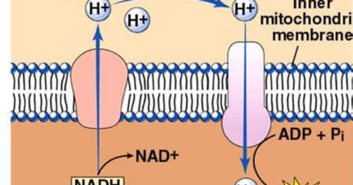 During Chemiosmosis Protons Diffuse?