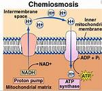 During Chemiosmosis Protons Diffuse?