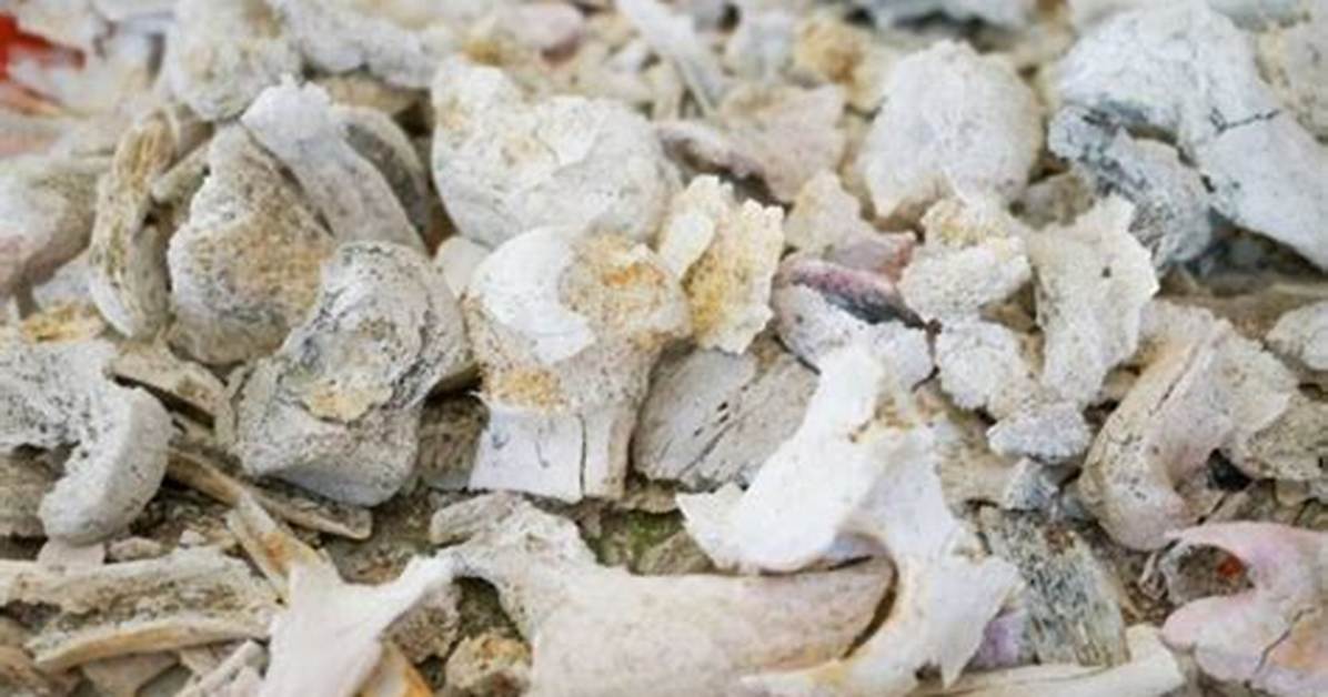 During Cremation Do Bones Burn?