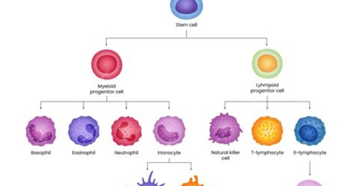 During Development When Do Cells Start Differentiating?