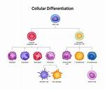 During Development When Do Cells Start Differentiating?