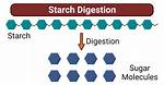 During Digestion Starch Changes into?