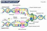 During Dna Replication What Is the Function of Dna Ligase?