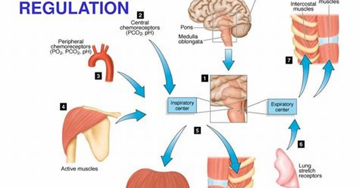 During Exercise Respiratory System?