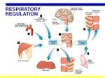During Exercise Respiratory System?