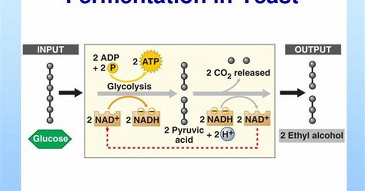 During Fermentation Glucose Is Split?