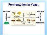 During Fermentation Glucose Is Split?