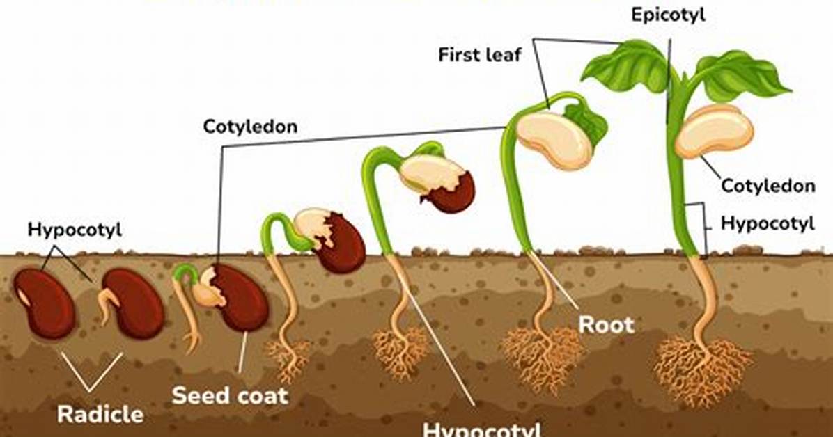 During Germination the Root Develops from?