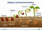 During Germination the Root Develops from?