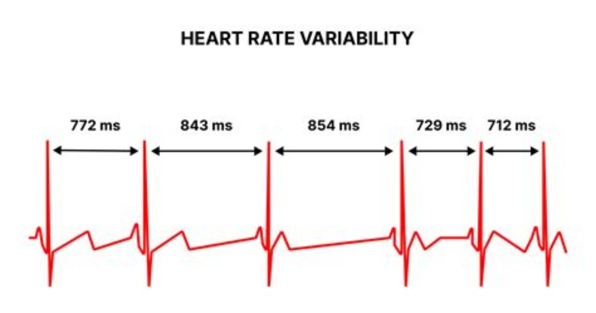 During Heart Rate Variability?